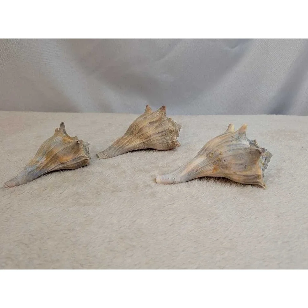 Lot of 3 Spiky Conch Sea Shells Natural Beach Nautical Decor Collection